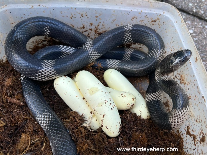 Anerythristic Honduran Milk Snake